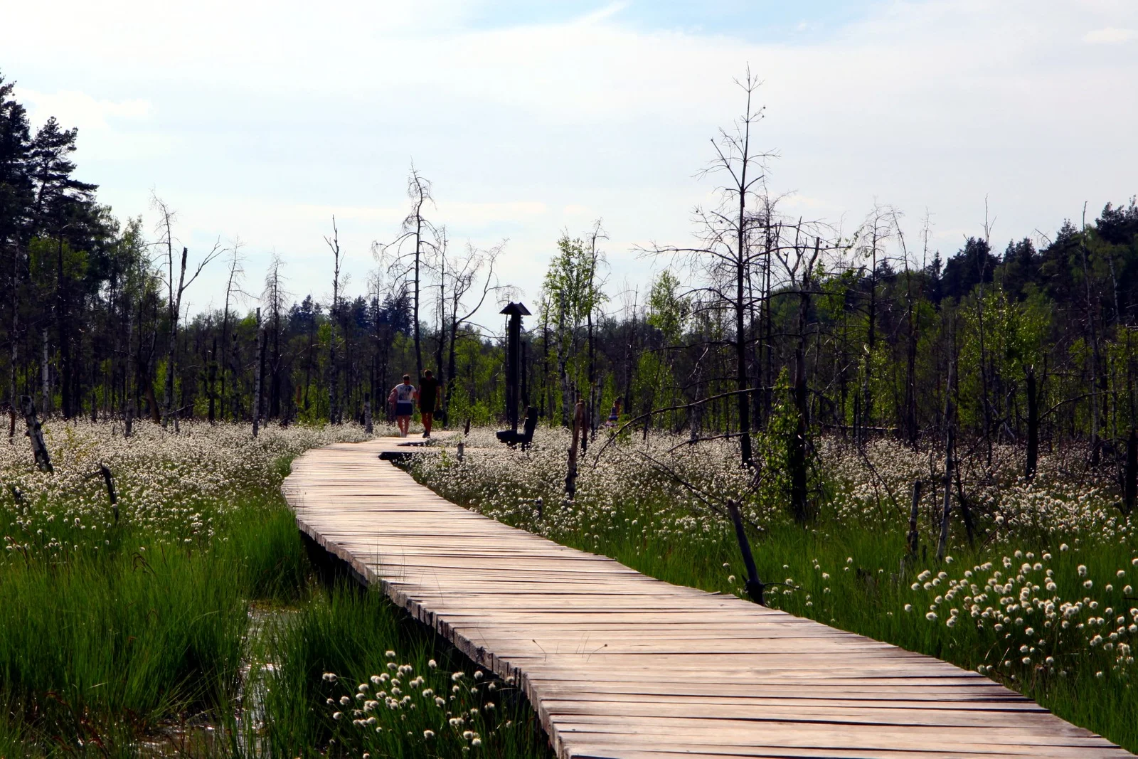 Dubrava Nature Trail (photo from the “Nesėdėk namuose” website)
