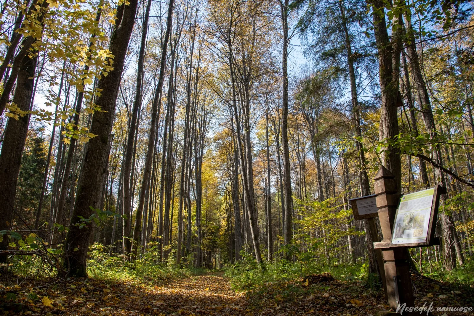Dusetų Forest Nature Trail (photo from the “Nesėdėk namuose” website)