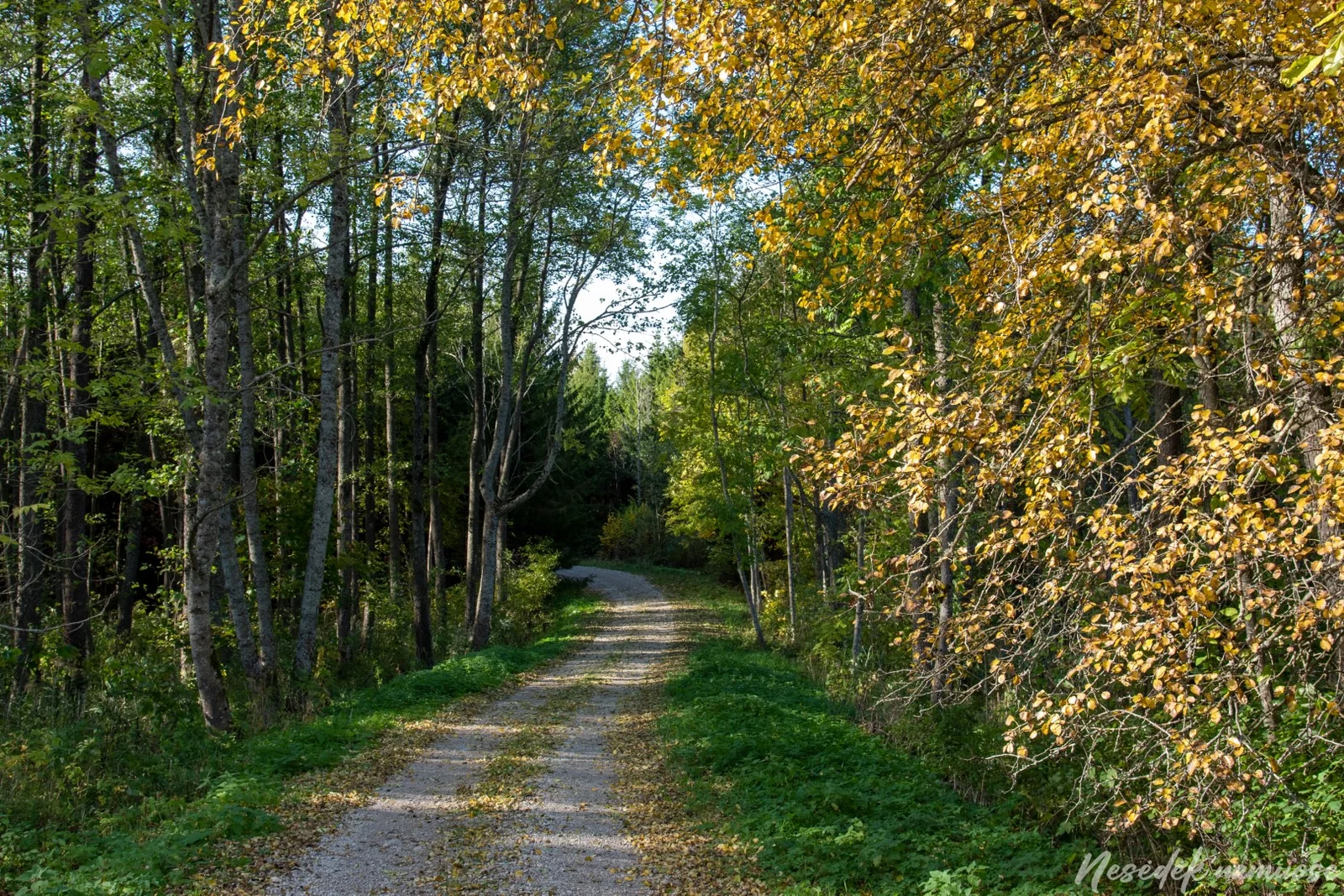 Dusetų Forest Nature Trail (photo from the “Nesėdėk namuose” website)