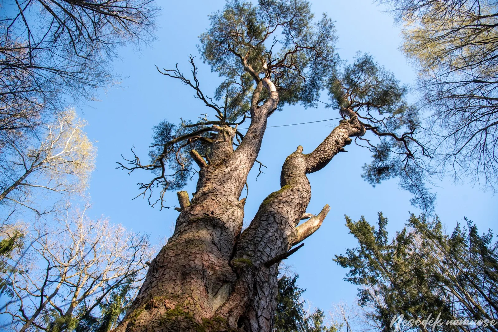 Gastilionių Nature Trail (photo from the “Nesėdėk namuose” website)