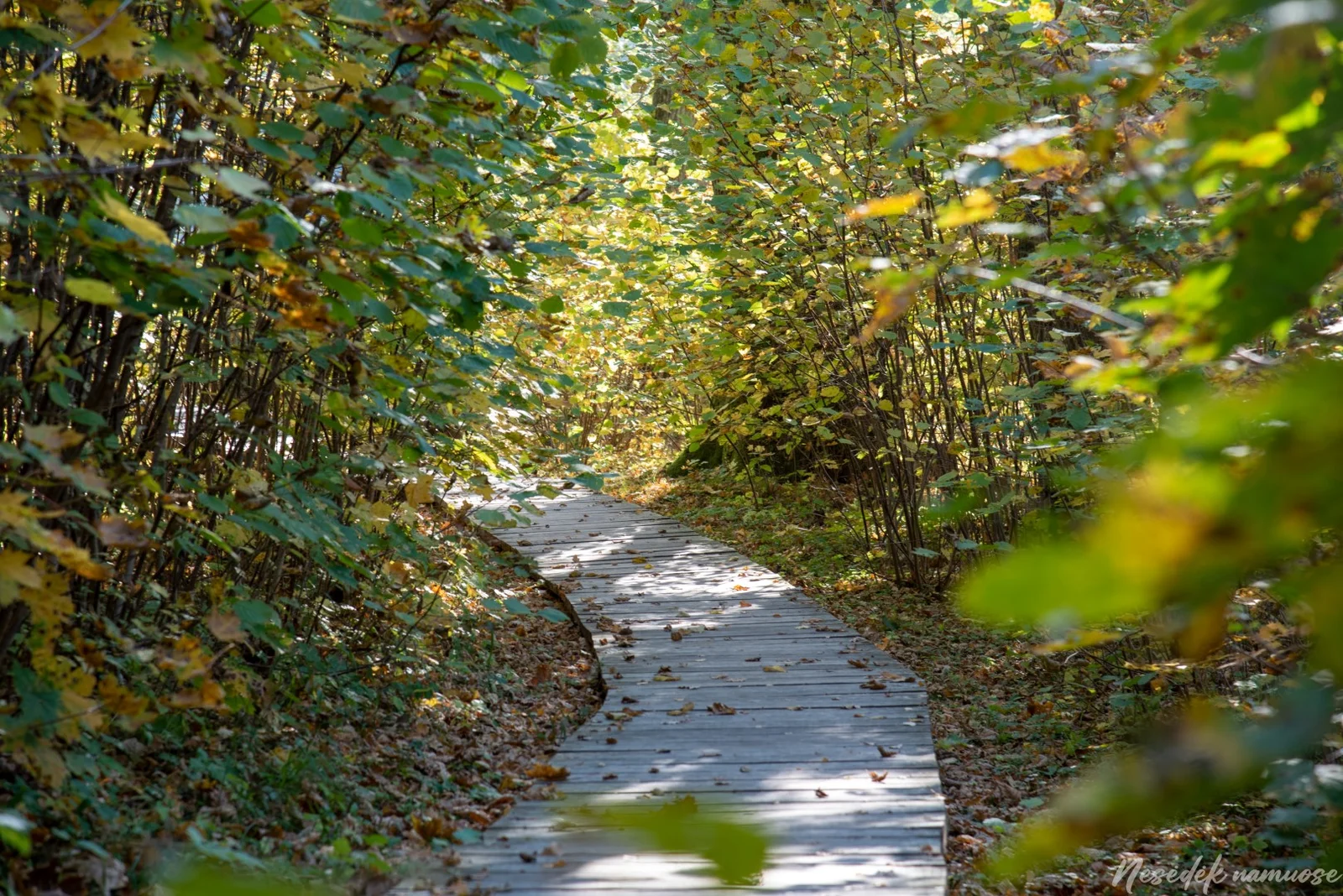 Jūkainiai Nature and Recreational Trail (photo from the “Nesėdėk namuose” website)