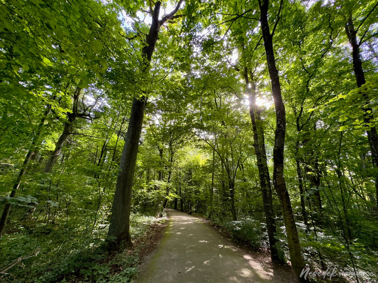 Kamšos Botanical-Zoological Reserve Trail (photo from the “Nesėdėk namuose” website)