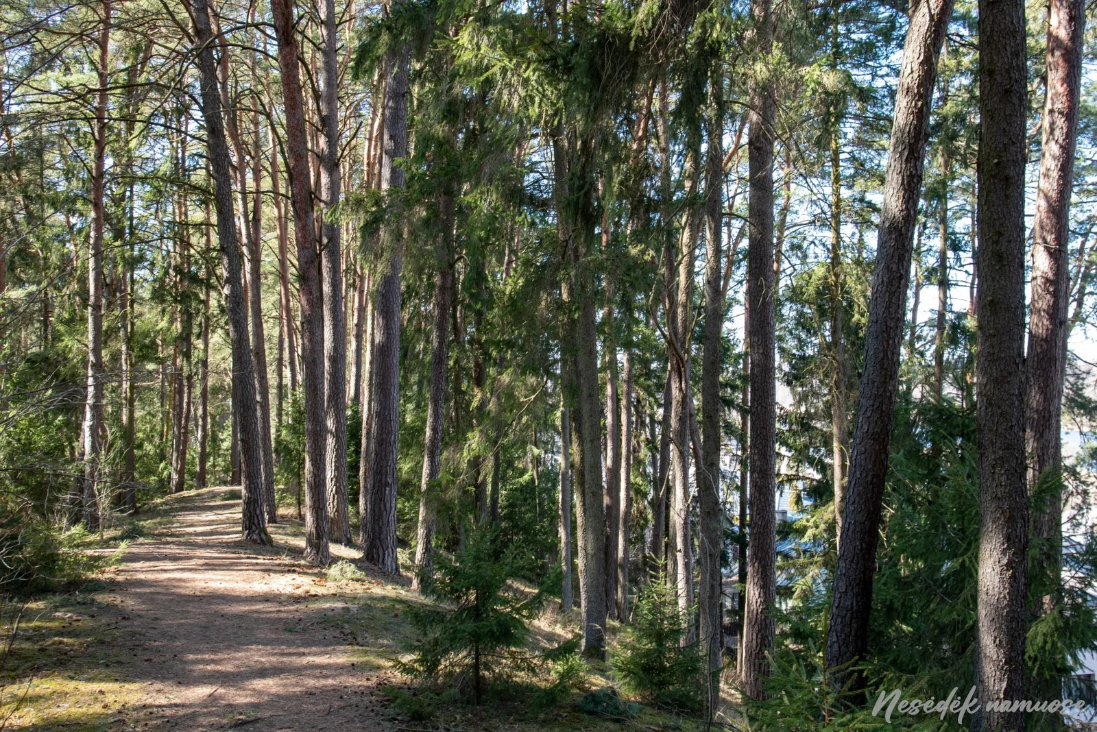 Šaltiniai Trail in Kačerginė (photo from the “Nesėdėk namuose” website)