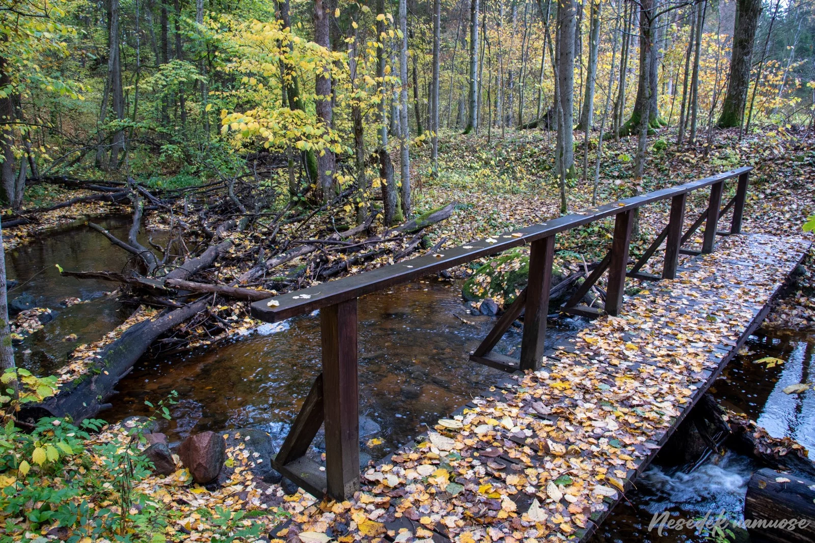 Šavaša Nature Trail (photo from the “Nesėdėk namuose” website)