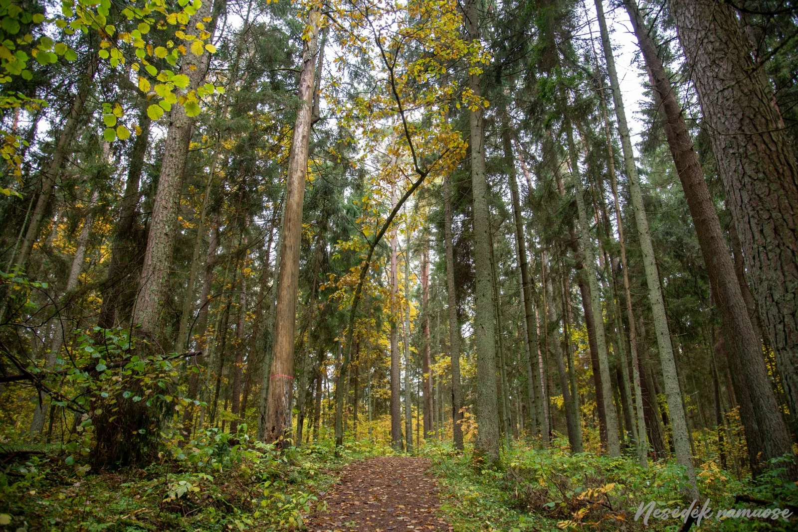 Šavaša Nature Trail (photo from the “Nesėdėk namuose” website)