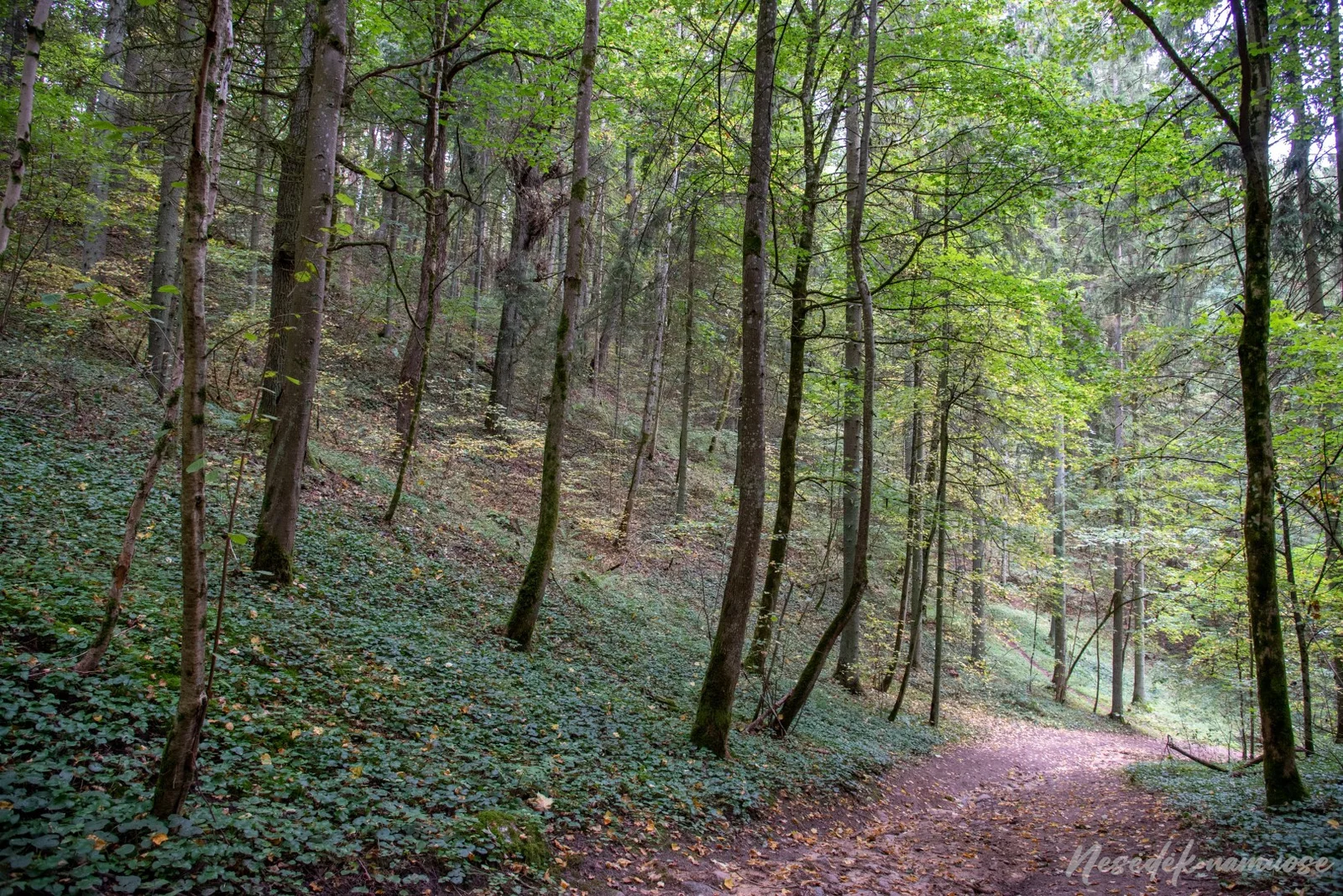 Paneriai Nature Trail (photo from the “Nesėdėk namuose” website)
