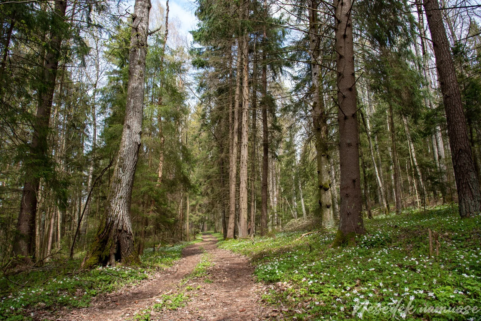 Ancestor’s Trail (photo from the “Nesėdėk namuose” website)