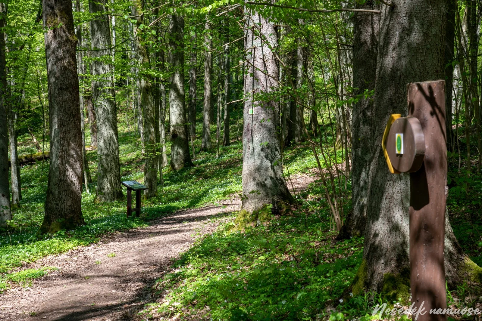 Skrebis Forest Nature Trail (photo from the “Nesėdėk namuose” website)