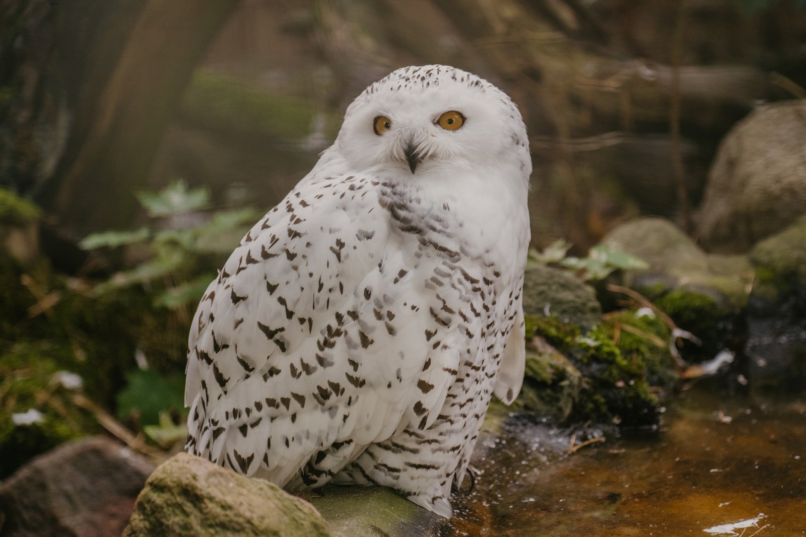 Riga zoo (photo: Riga zoo)