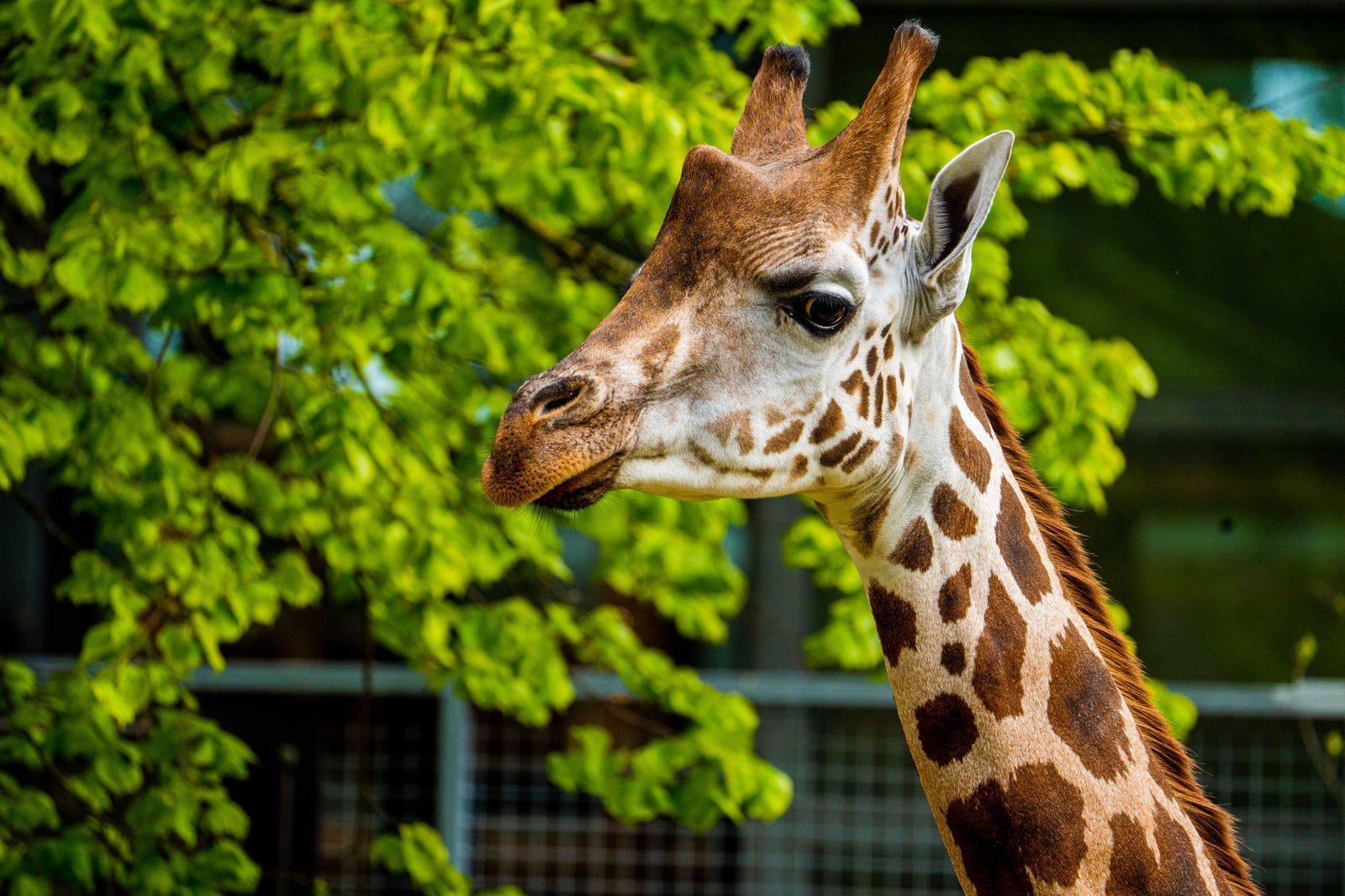 Riga zoo (photo: Riga zoo)