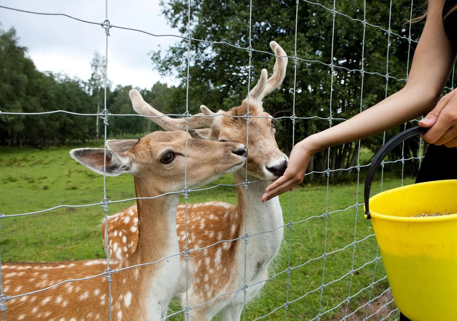 Safari park "More" (photo: Latvia Travel)