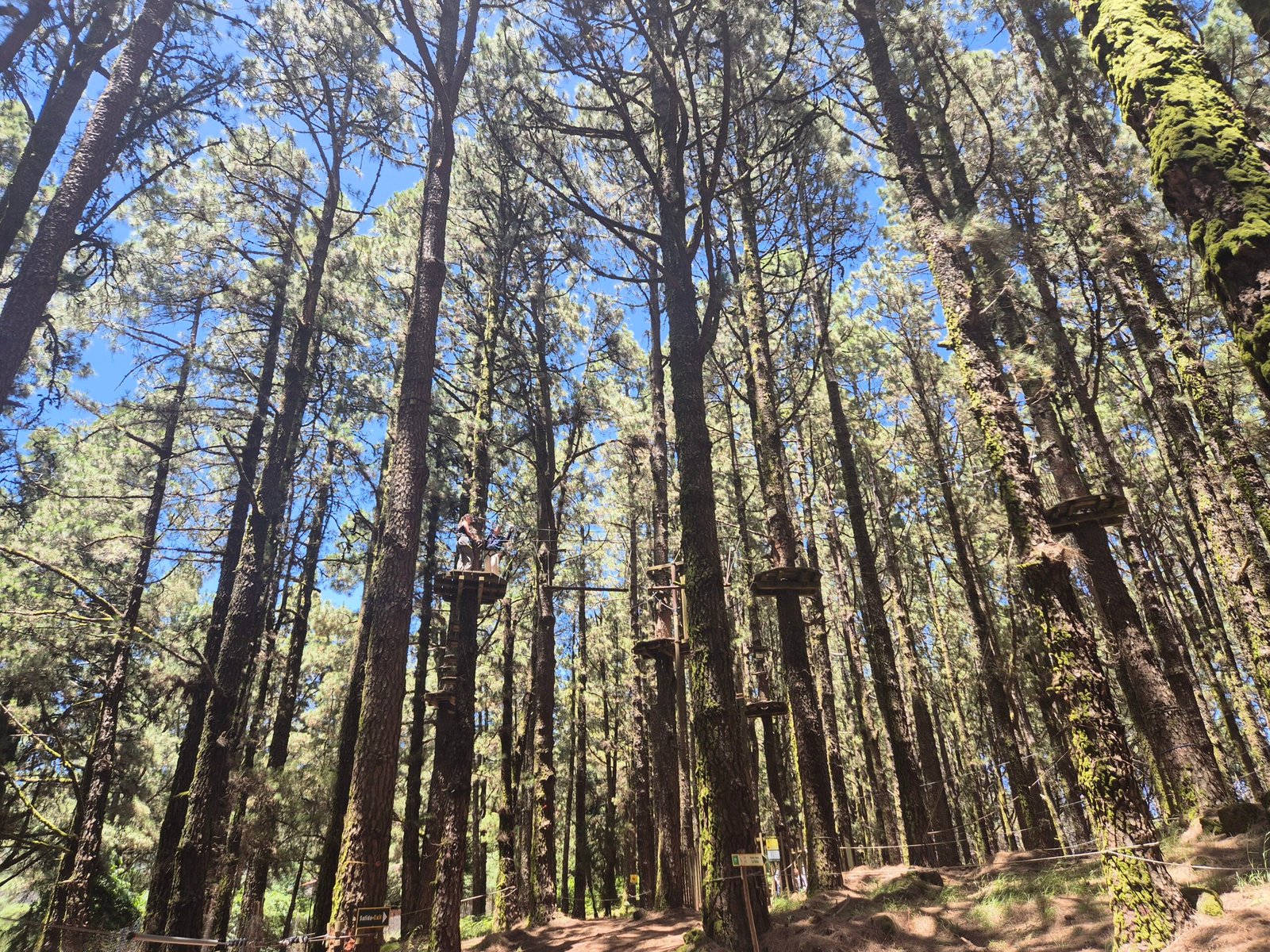 Forestal Park in Tenerife – extreme entertainment in nature
