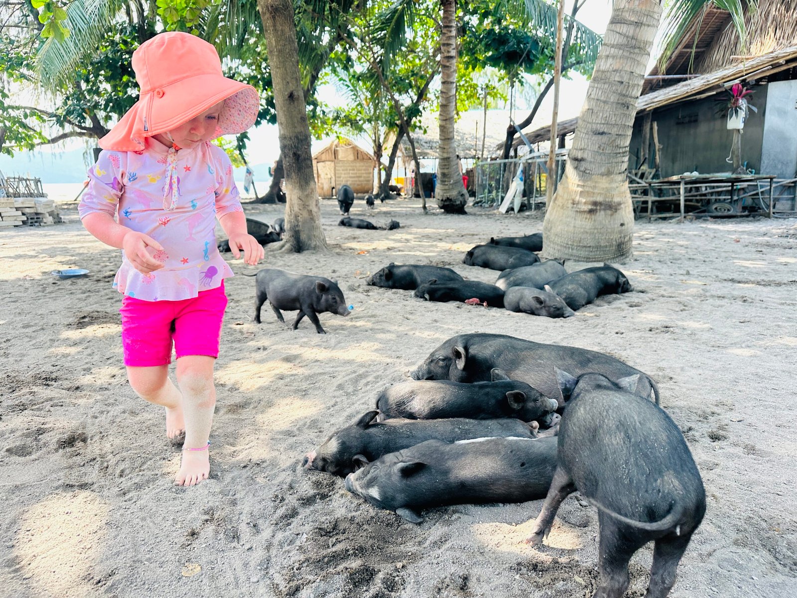 Koh Mad Sum pig island in Thailand