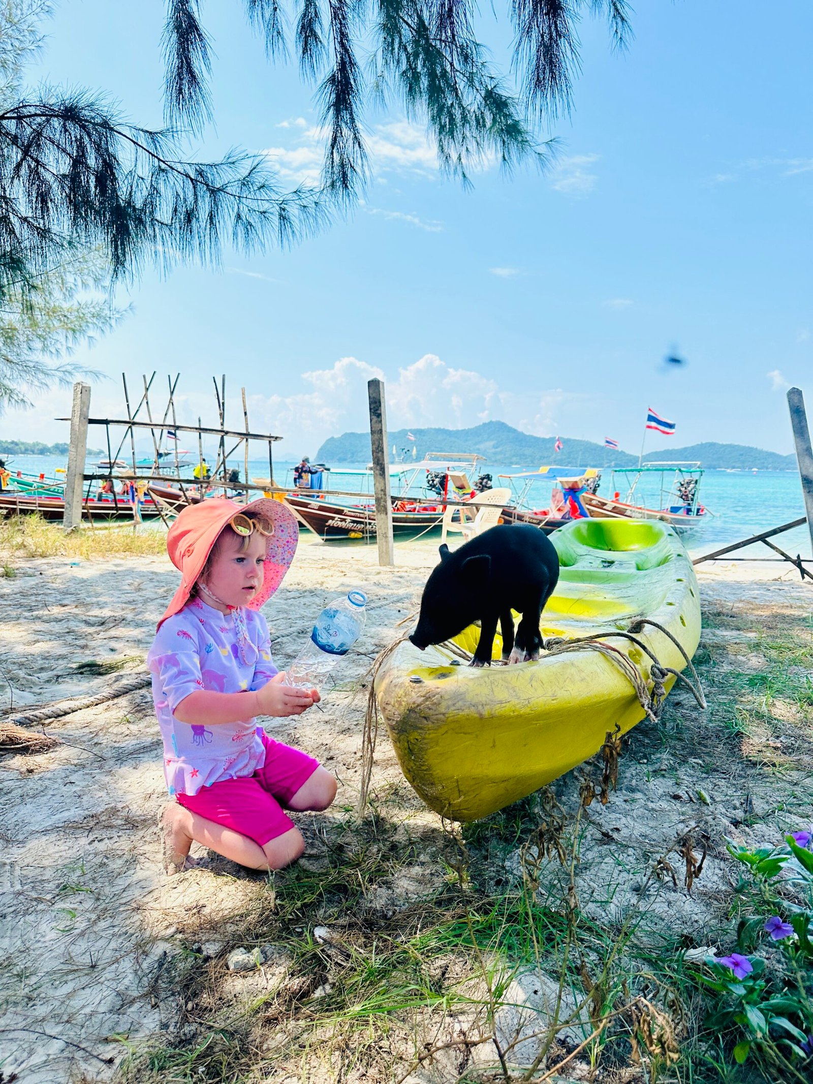 Koh Mad Sum pig island in Thailand