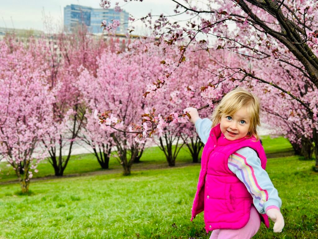 Where to See Cherry Blossoms in Vilnius