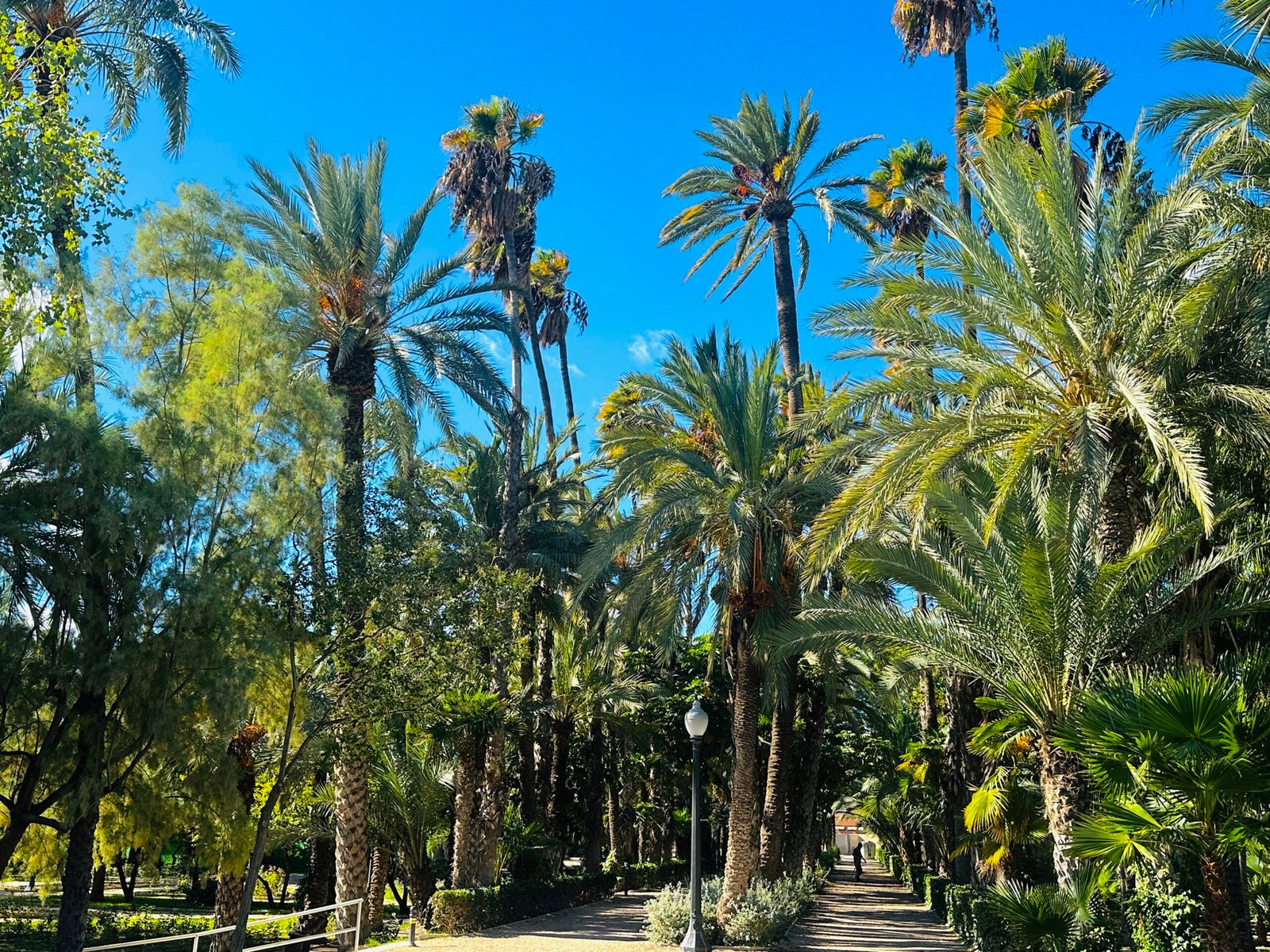 The largest palm grove in Europe in Elche