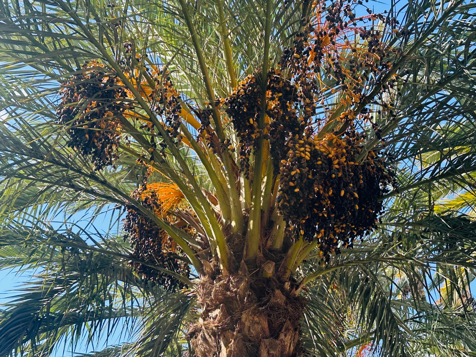 The largest palm grove in Europe in Elche