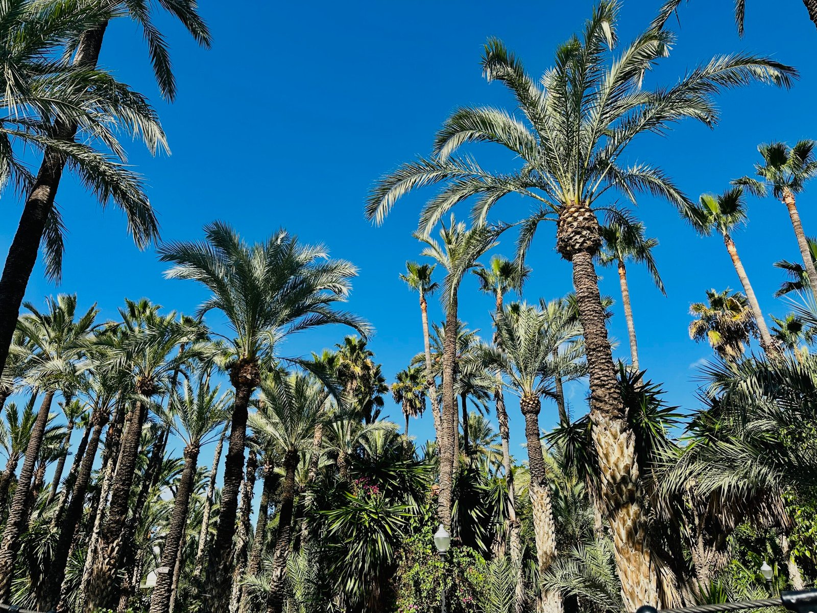 The largest palm grove in Europe in Elche