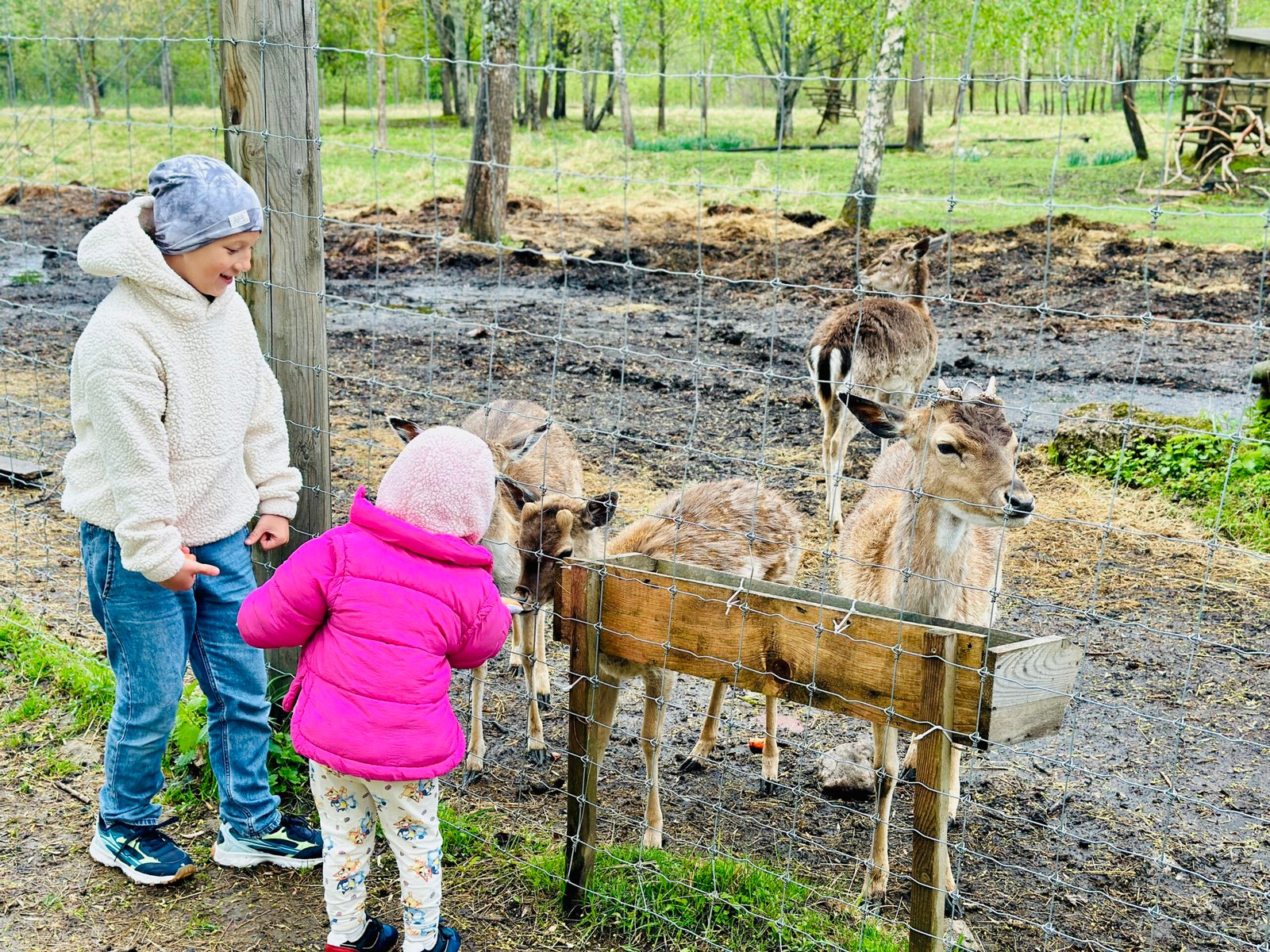 Rokiškis Manor animals