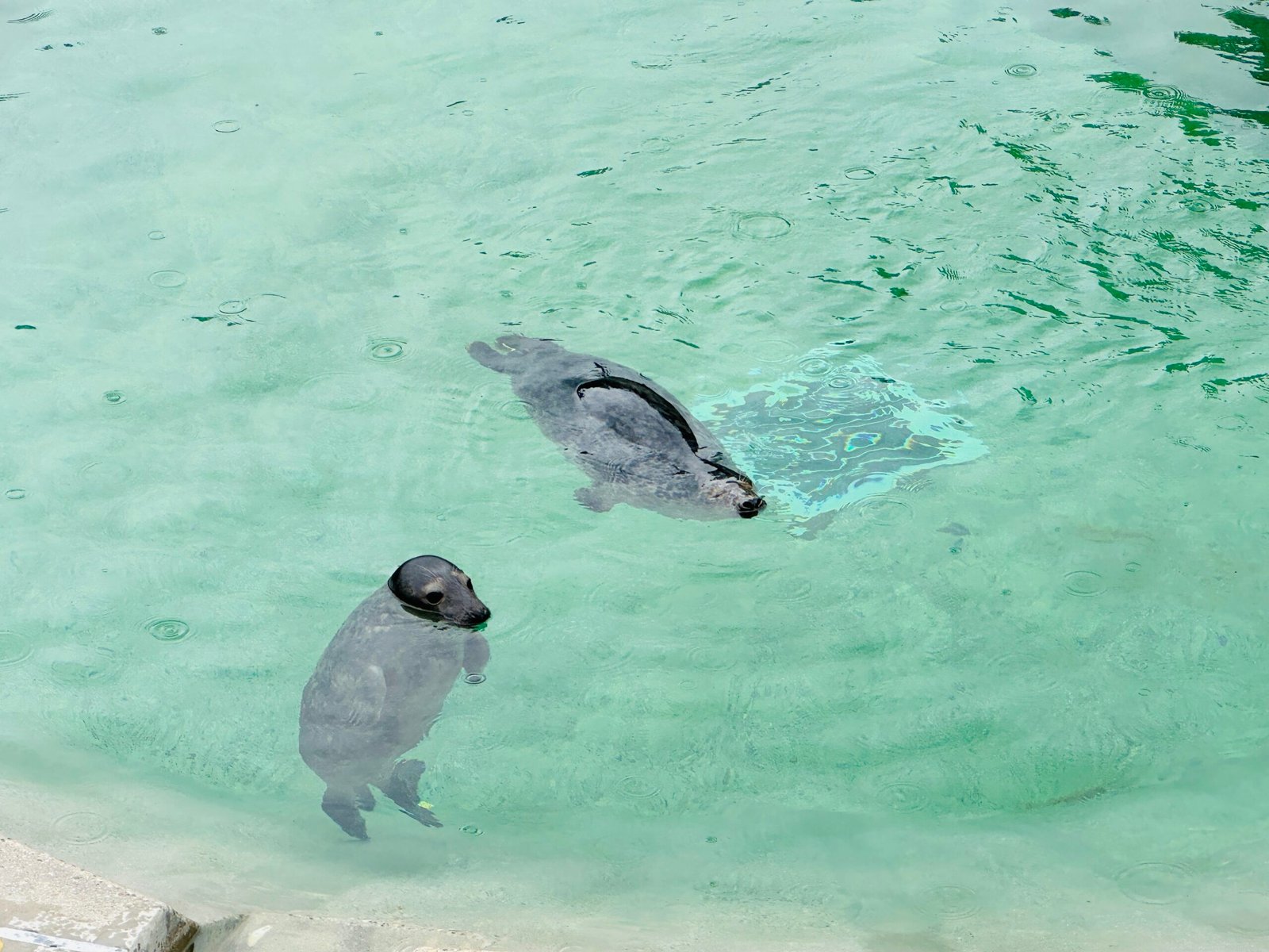 Baltic Sea animal rehabilitation center