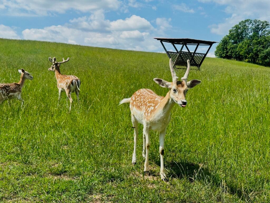 Animal farms in Lithuania for children’s celebrations