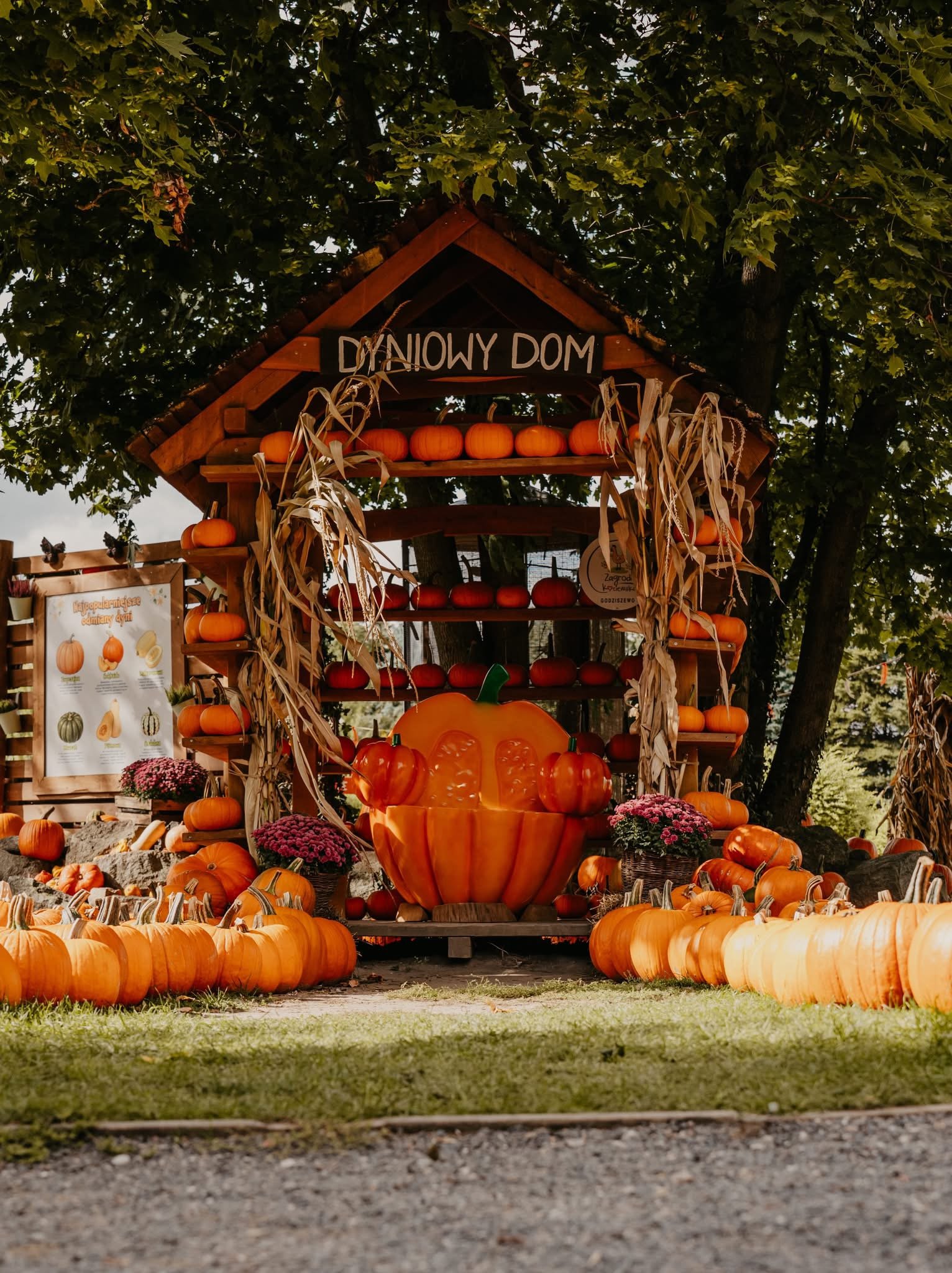 Pumpkin farms in Poland