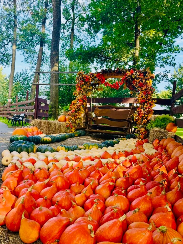 The largest pumpkin park in Poland