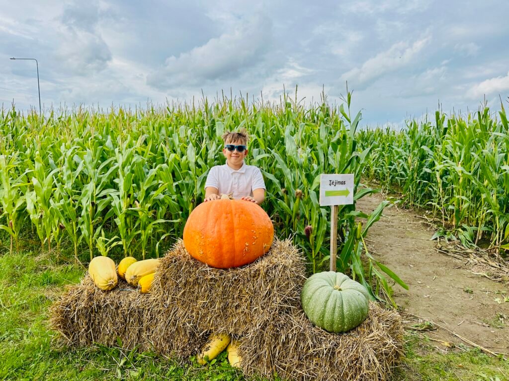 Free corn maze: fun autumn family activity that costs nothing