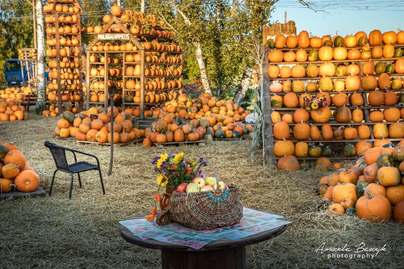 Pumpkin farm near Klaipėda