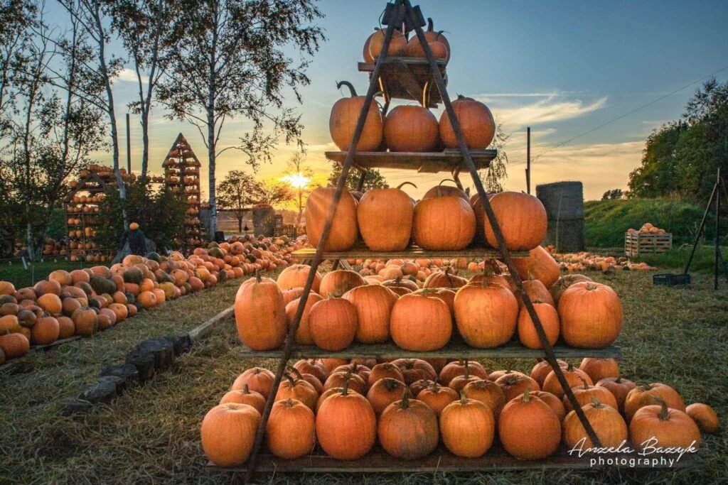 Pumpkin Yard in Klaipėda District