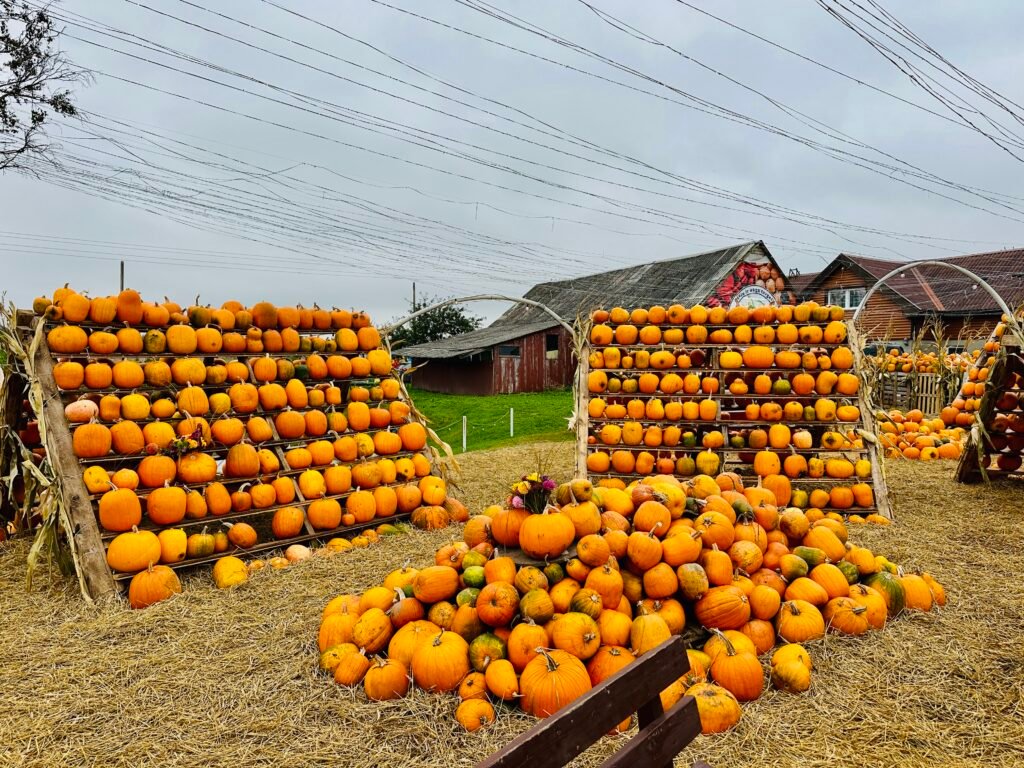 Where to see pumpkins in Lithuania