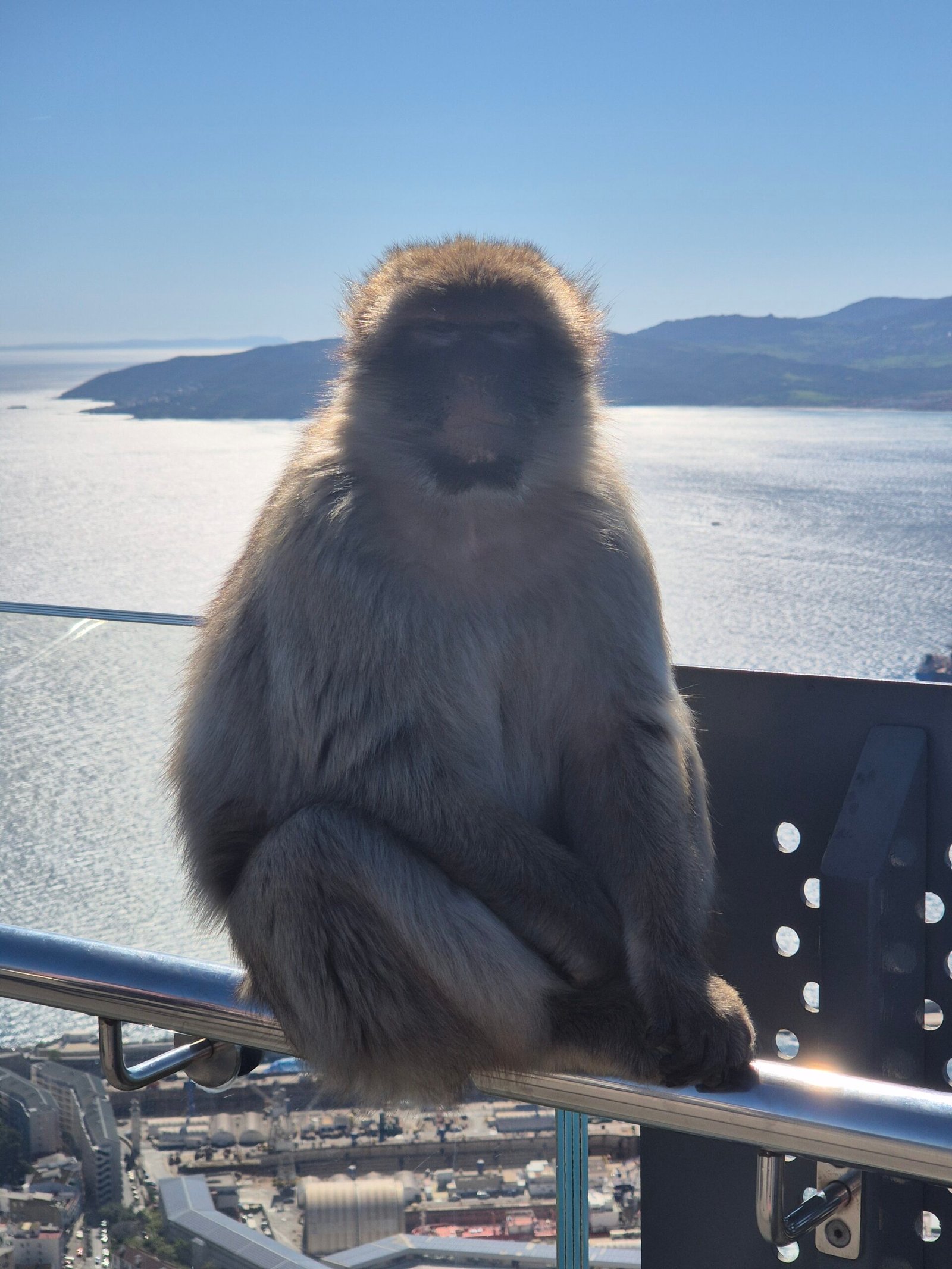 Gibraltar’s Monkeys