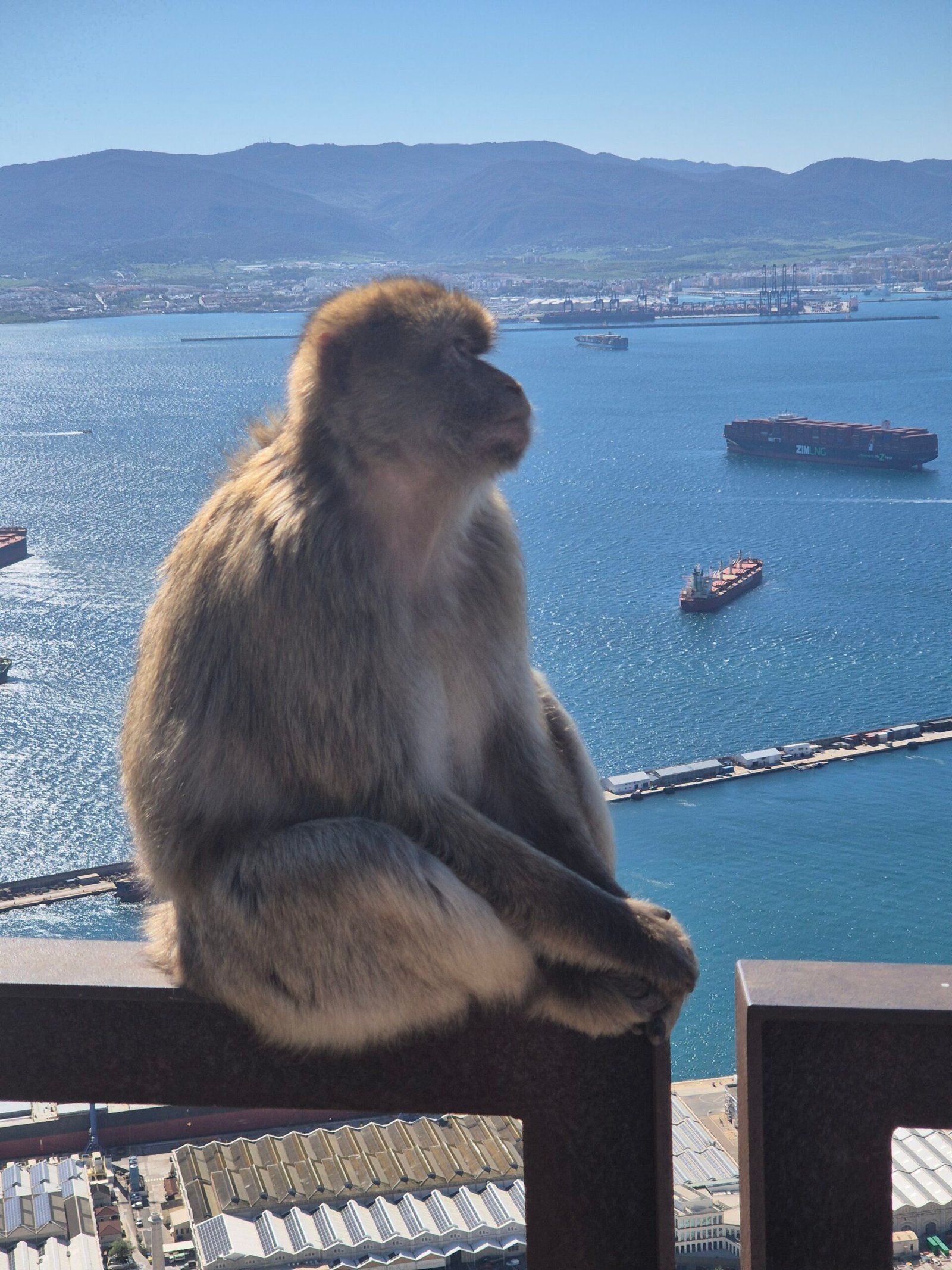 Gibraltar’s Monkeys
