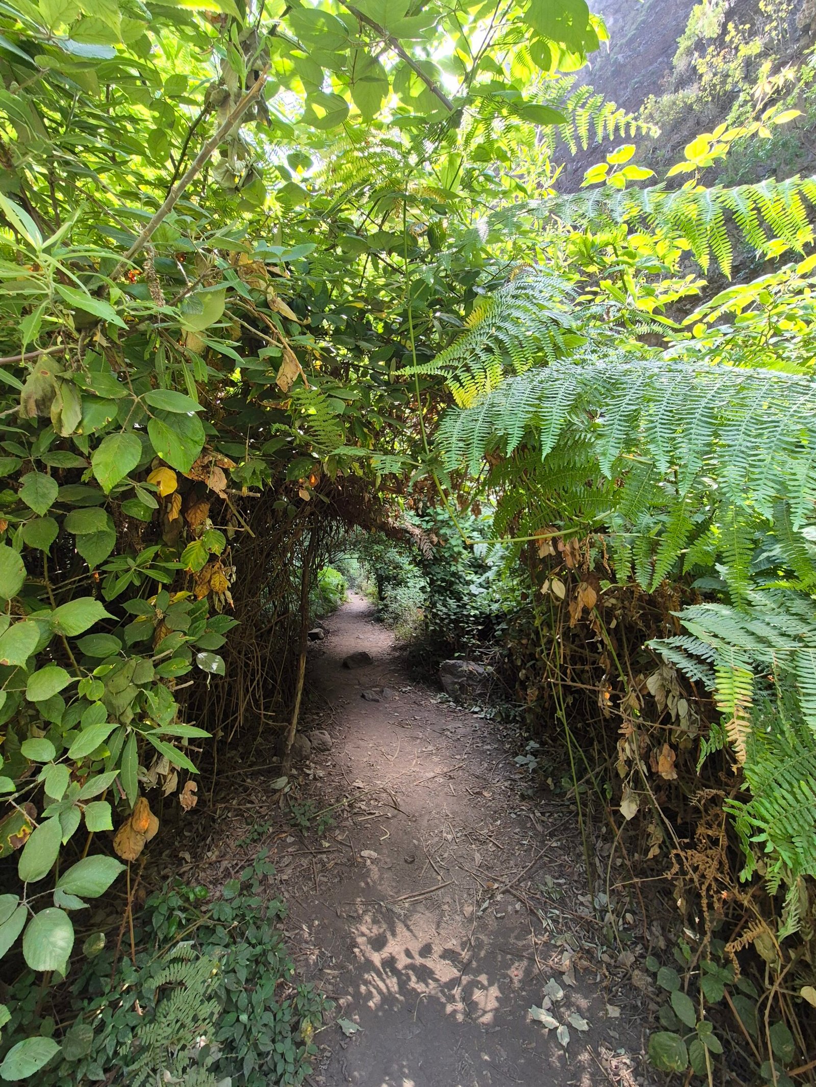 Barranco del Infierno in Tenerife South: hiking through Hell’s Ravine to a stunning waterfall