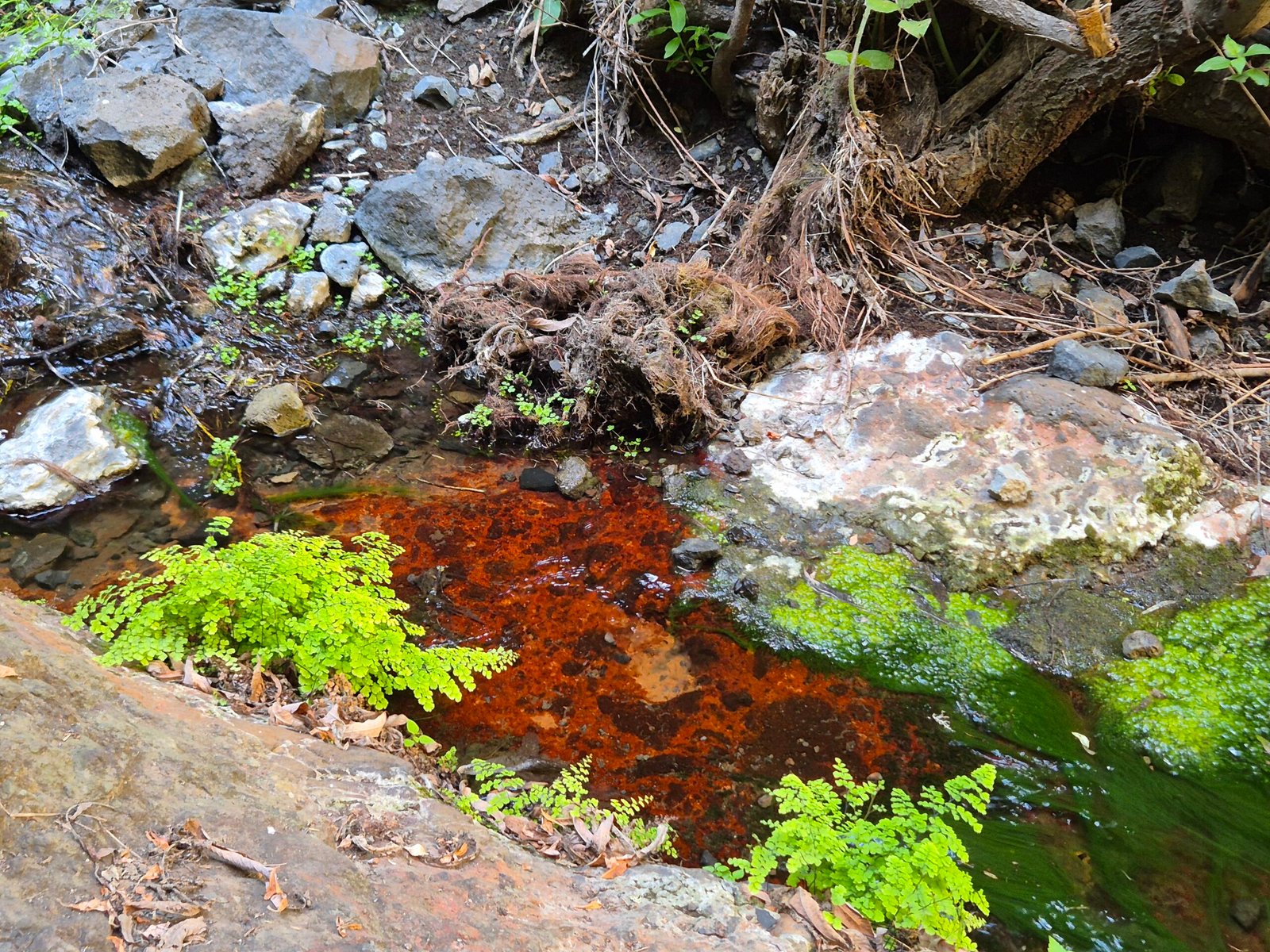Barranco del Infierno in Tenerife South: hiking through Hell’s Ravine to a stunning waterfall