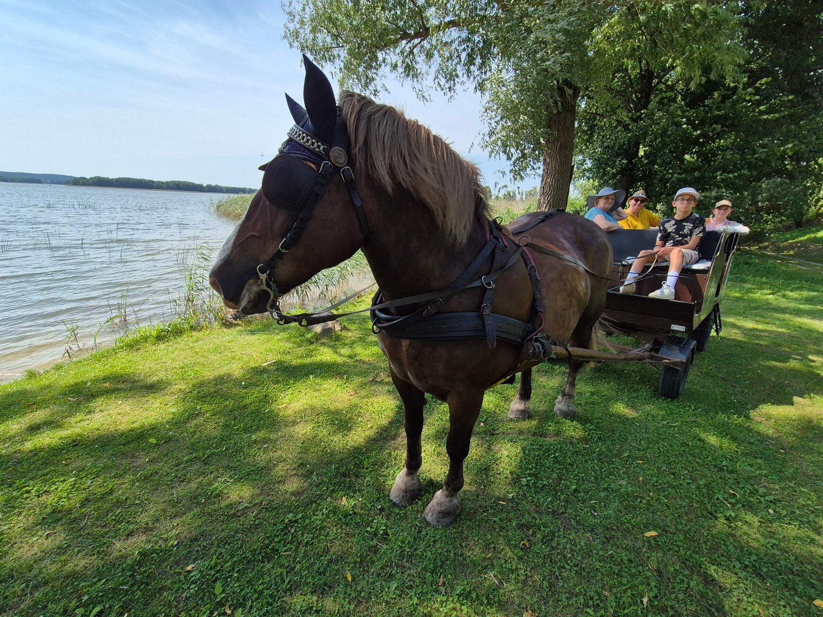 Žasliai Horses