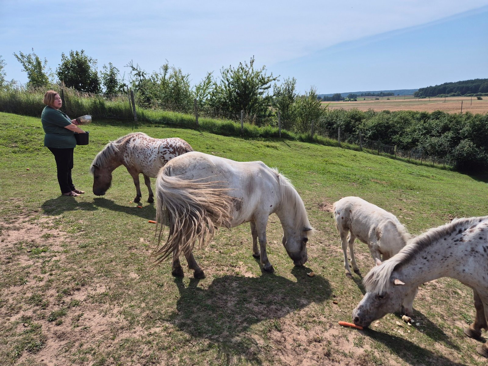 Žasliai Horses