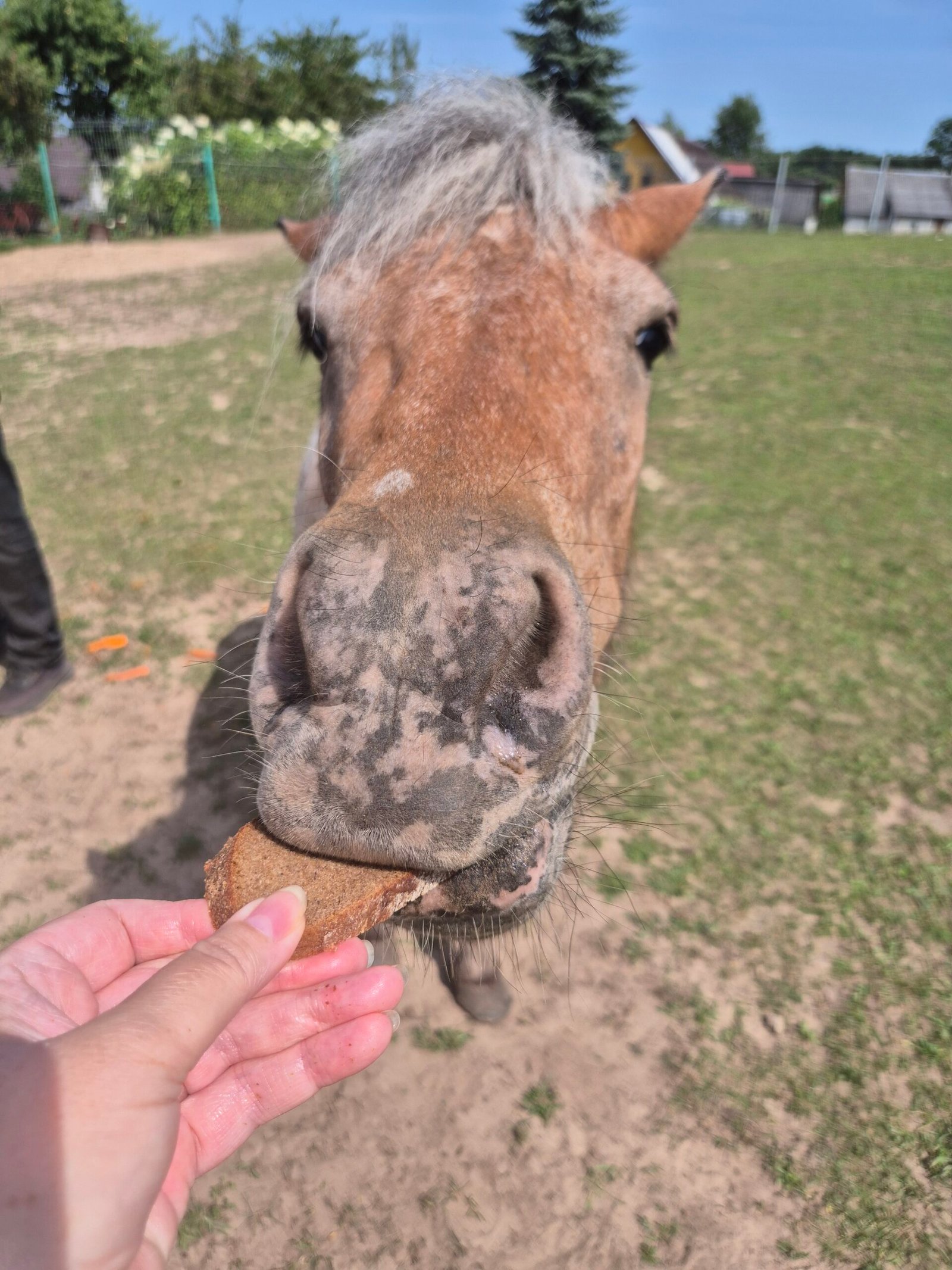 Meeting the horses and ponies