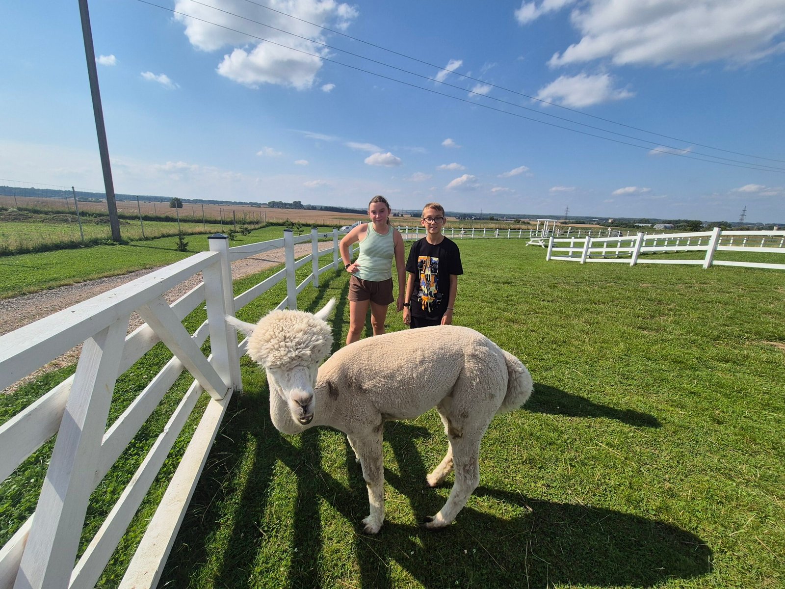 Laukynės Homestead alpacas