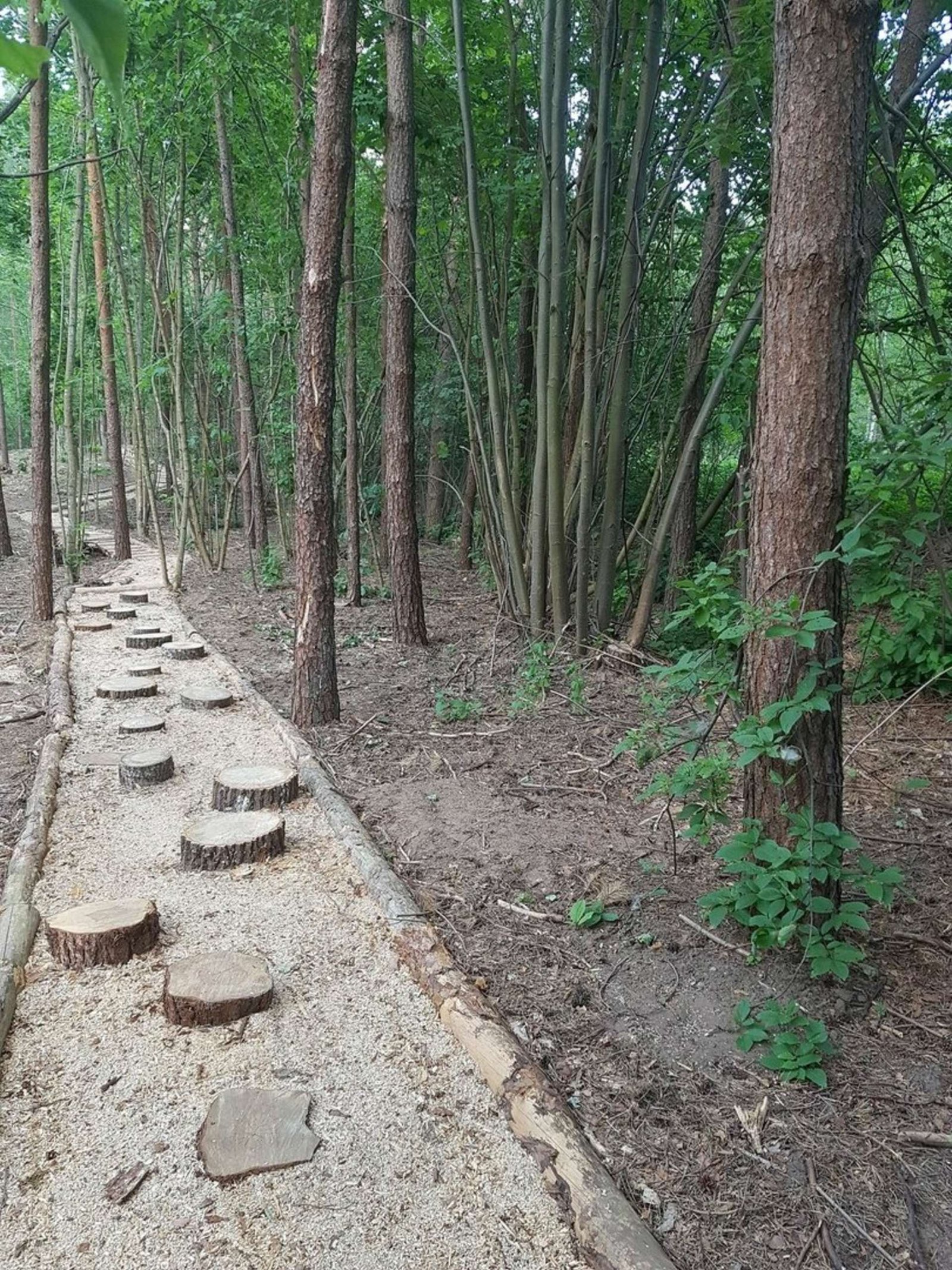 Anykščiai forest eco barefoot trail