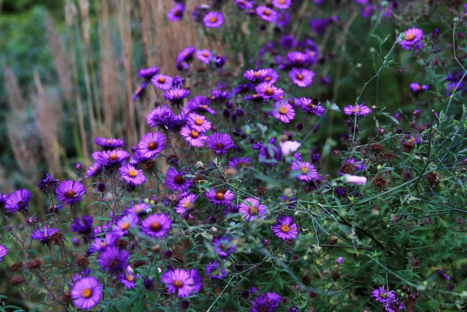 Vingriai Square Flowerbed (photo by Vaiva Maroziene)