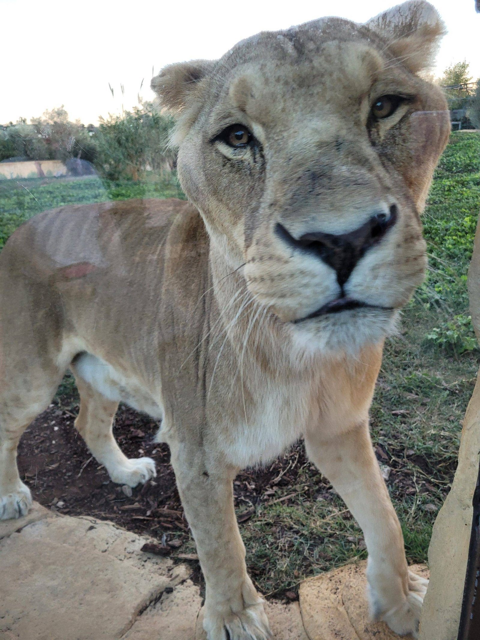 Greece Athens zoo with kids