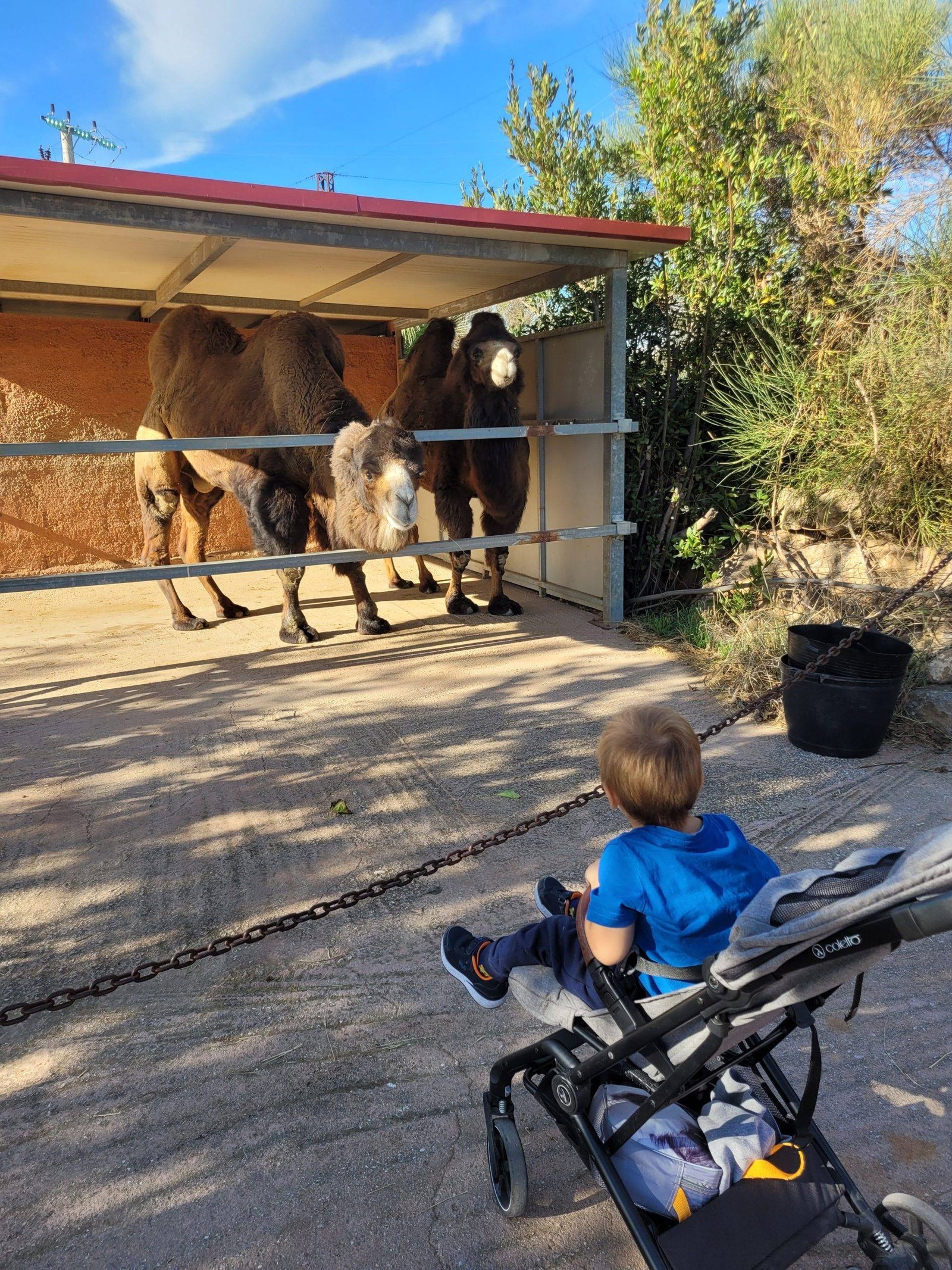 Athens zoo with children