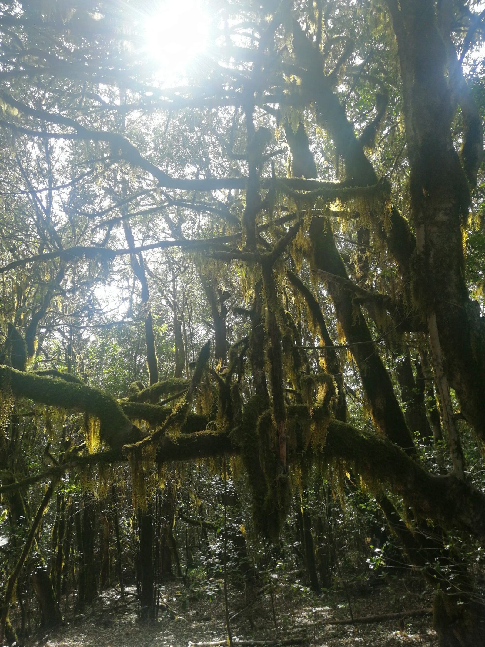 La Gomera forests
