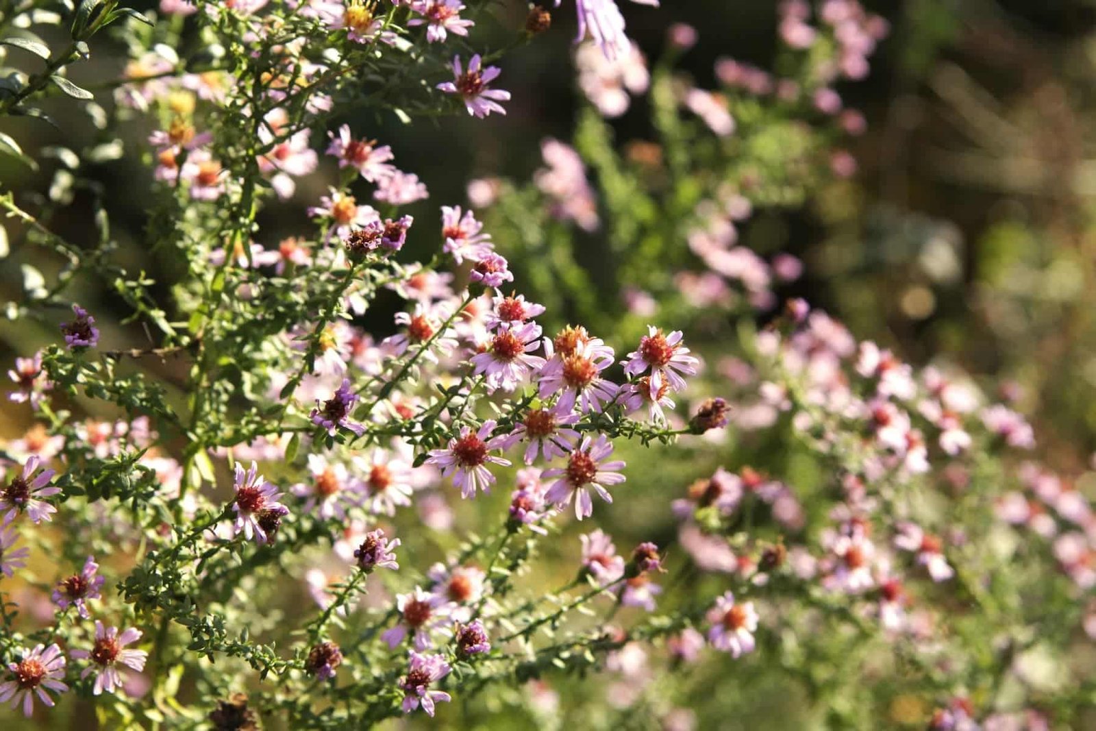 Vincas Kudirka Square Flowerbed (photo by Vaiva Maroziene)