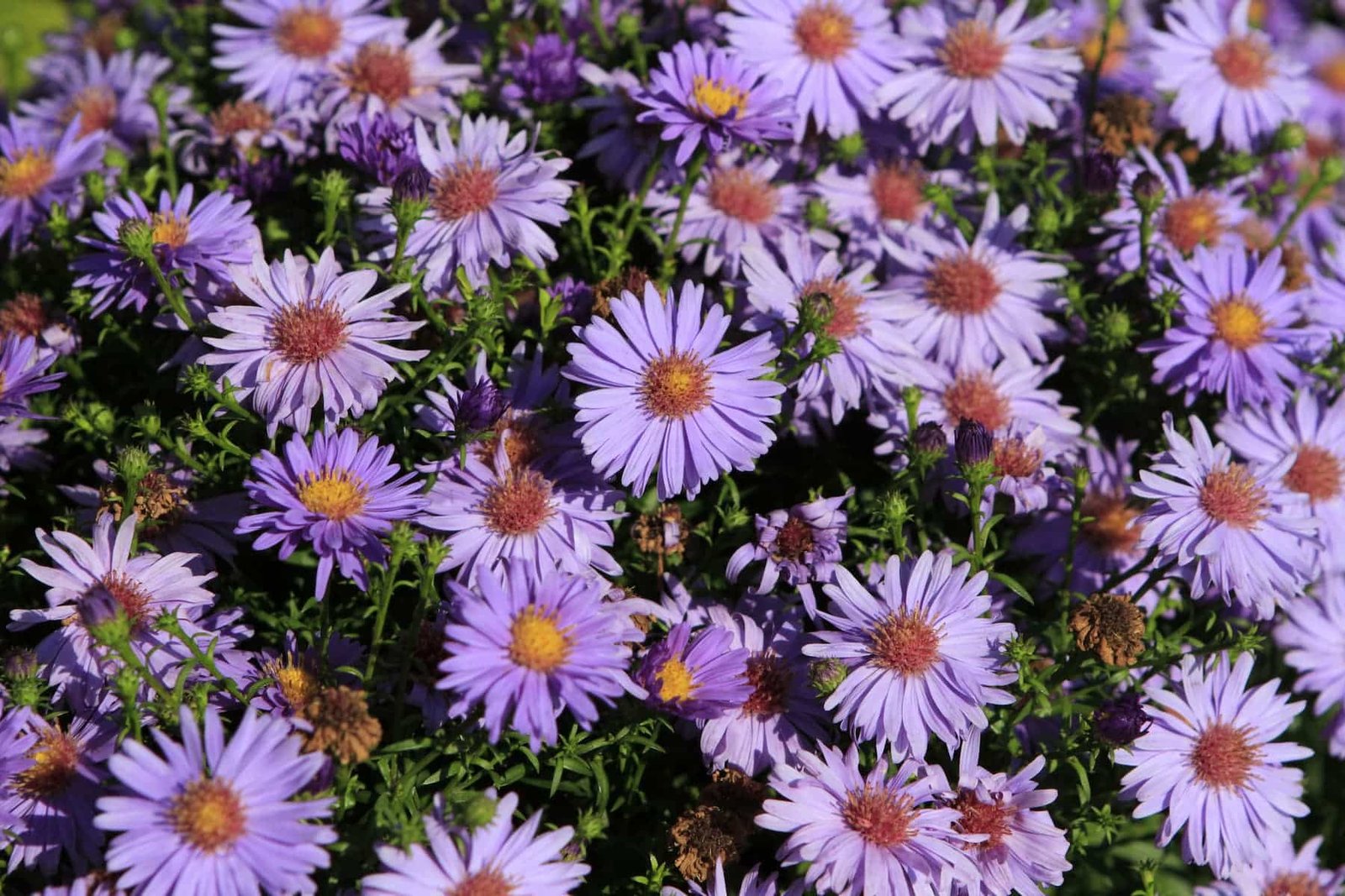 Steponas Kairys Square Flowerbed (photo by Vaiva Maroziene)