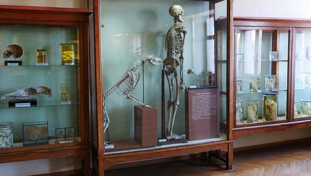 Latvian National Museum of Natural History in Riga