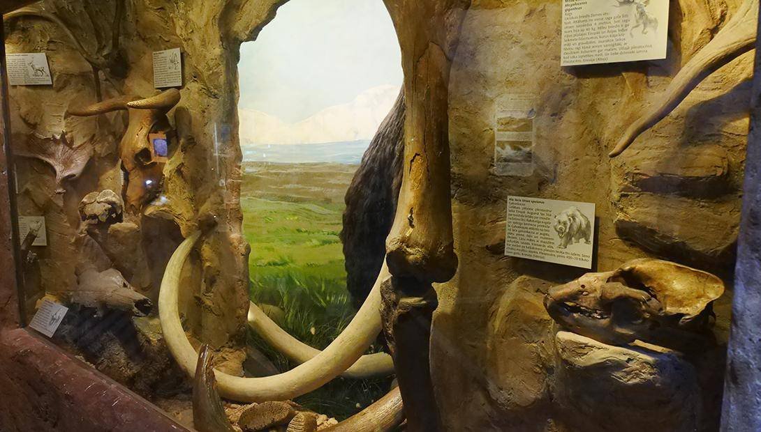 Latvian National Museum of Natural History in Riga