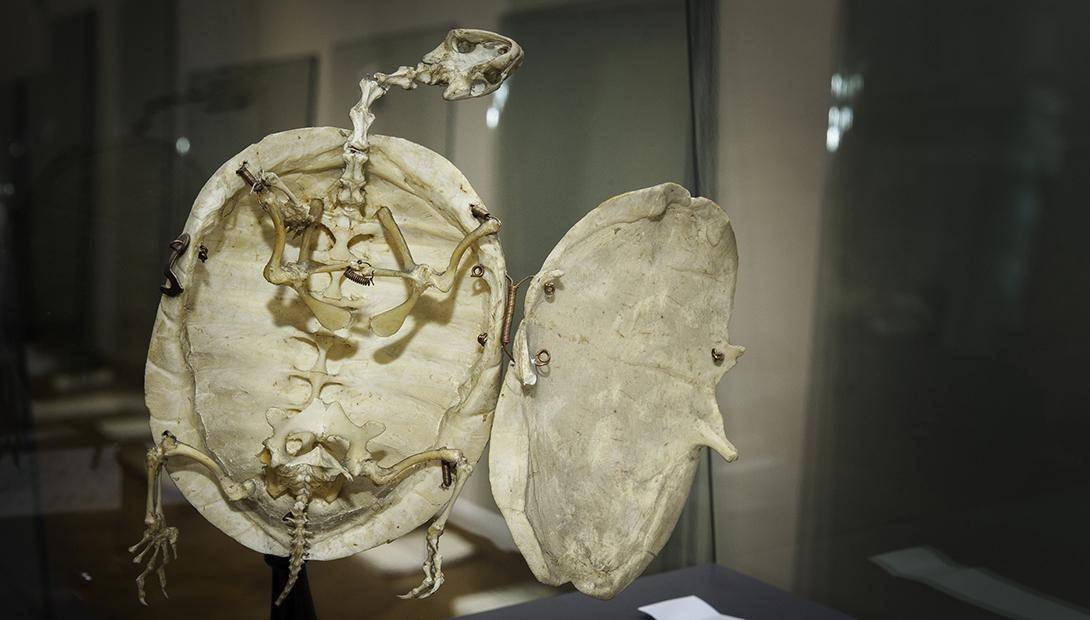 Latvian National Museum of Natural History in Riga