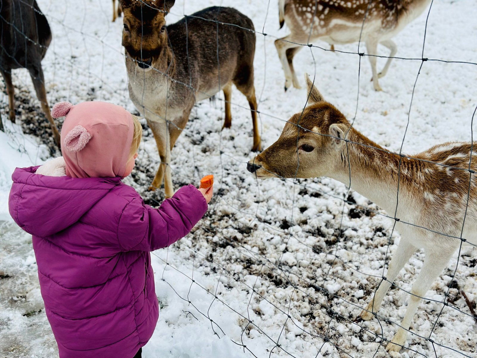 Bistrampolis manor farm in winter